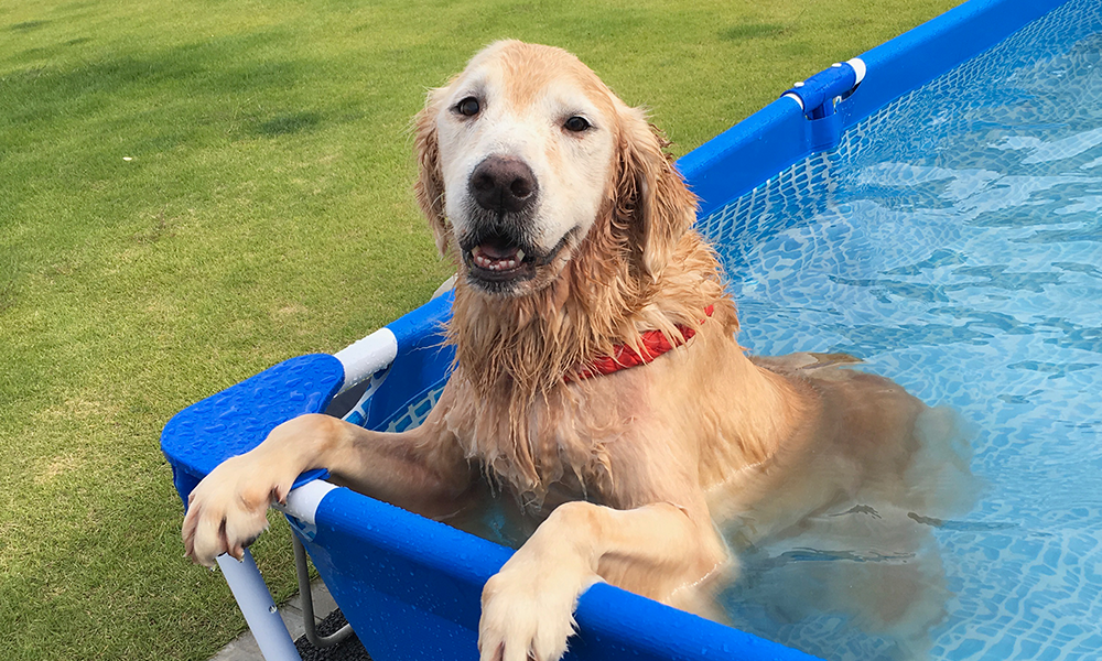 プールで遊ぶ犬